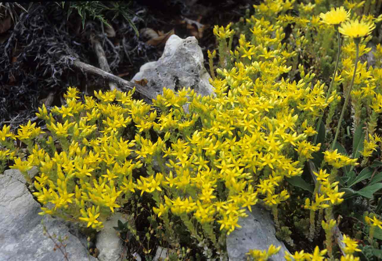 Sedum acre / Borracina acre